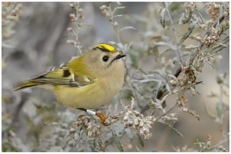 Kungsfågel - (Goldcrest)