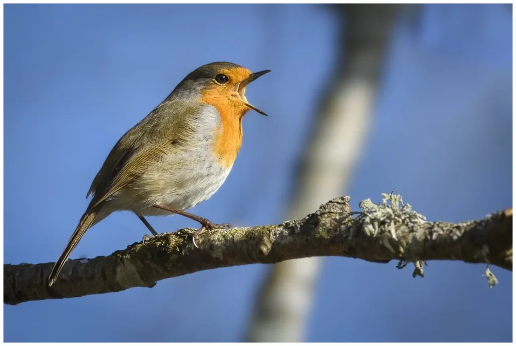 Rödhake - (European Robin) - sjungande från en gren