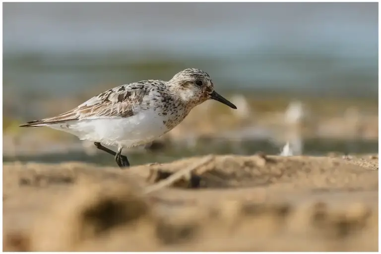 sandlopare - (sanderling)