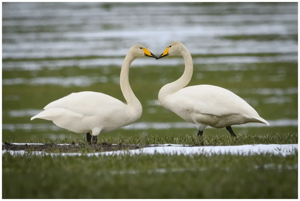 sångsvan - whooper swan - i par och står mot varandra på en åker med lite snö