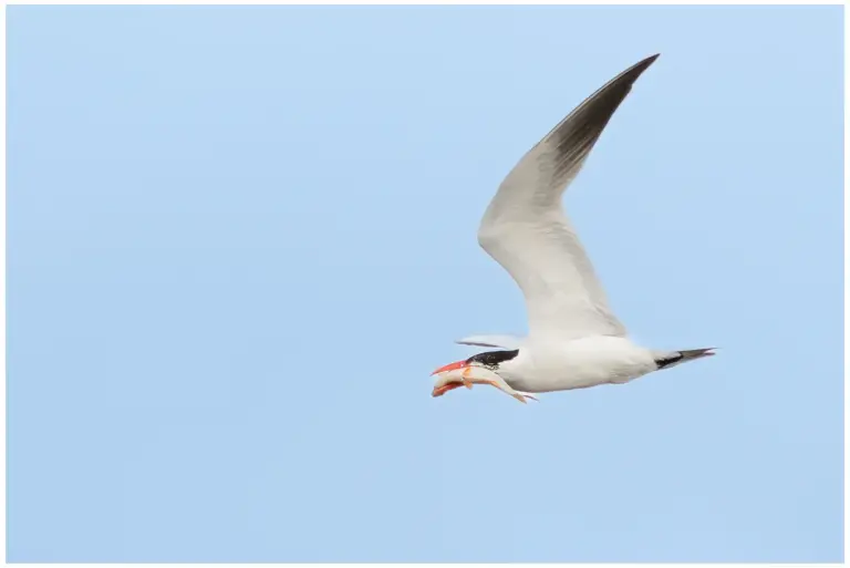 Skräntärna - (Caspian Tern)