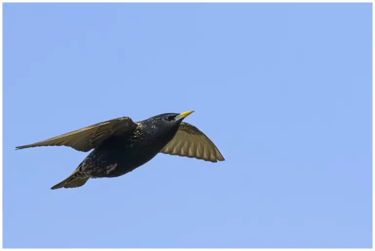stare - (common starling) - flygande