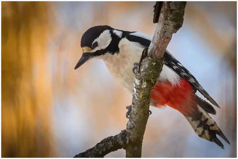 Större Hackspett - (Great Spotted Woodpecker)