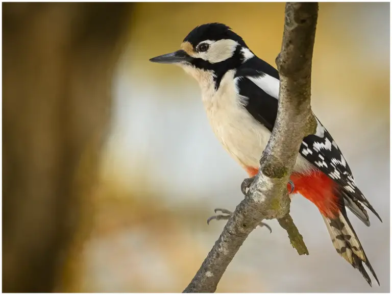 Större Hackspett - (Great Spotted Woodpecker)