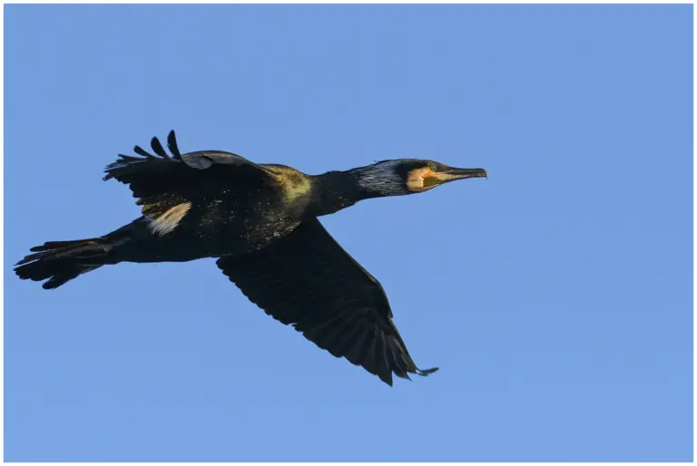 Storskarv - (Great Cormorant)