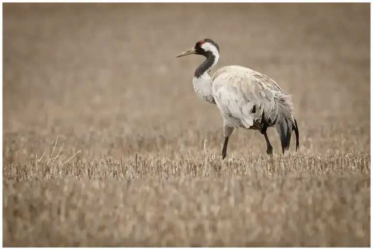 Trana - Common Crane trana - common trane