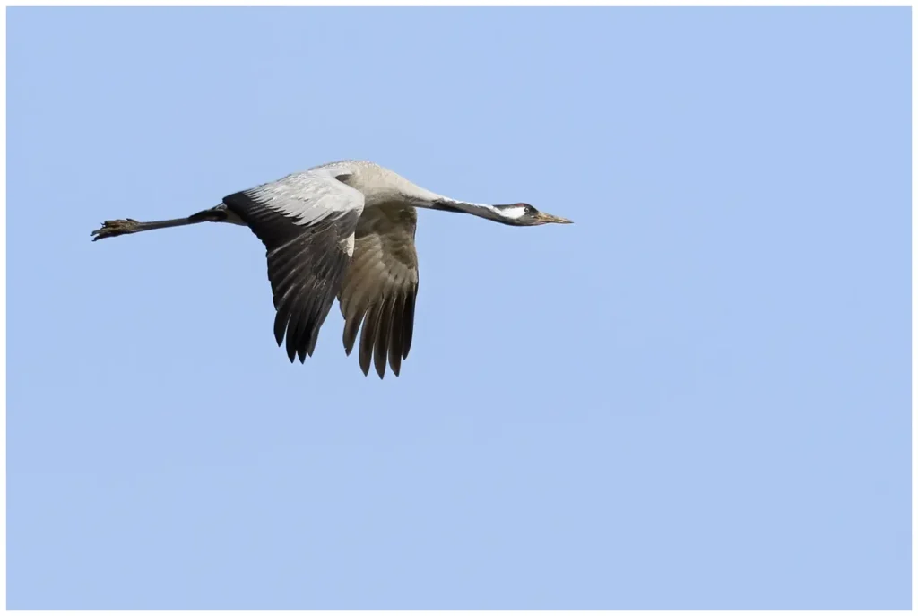Trana - Common Crane