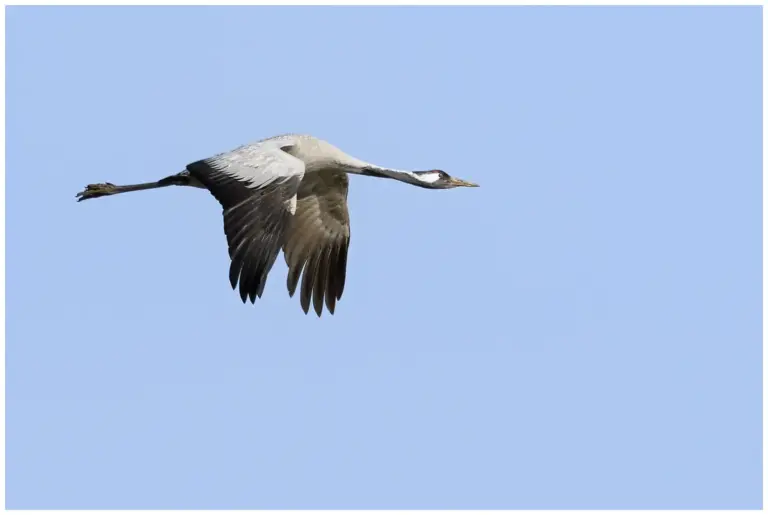 Trana - Common Crane Trana - Common Crane