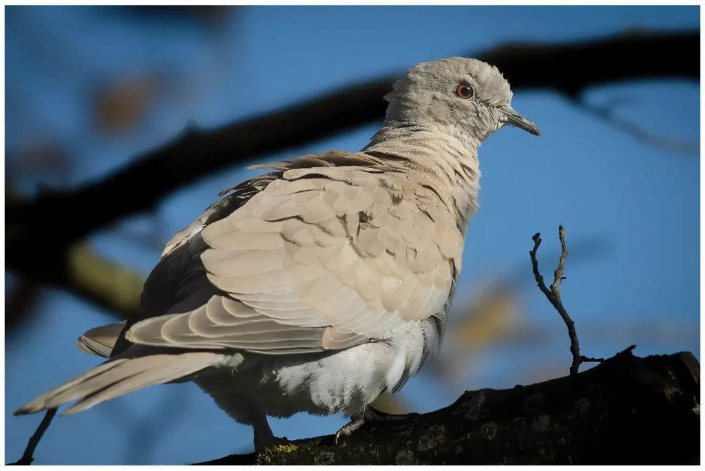 Turkduva - Eurasian Collared Dove sittandes i ett träd
