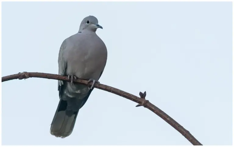 Turkduva - (Eurasian Collared Dove)