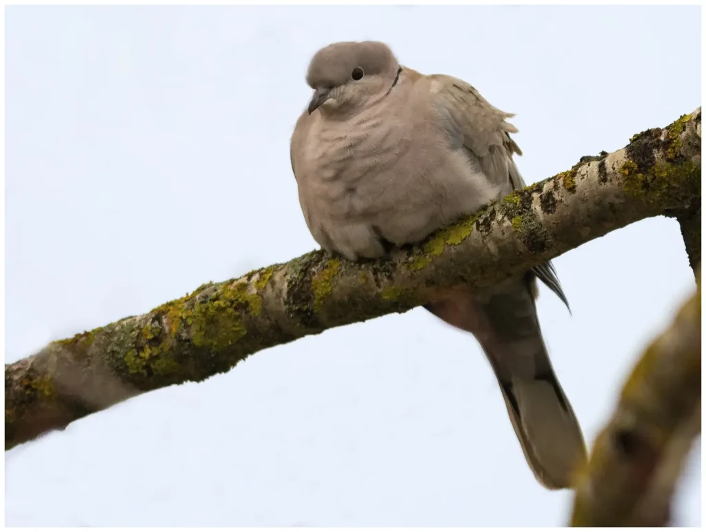 Turkduva - Eurasian Collared Dove