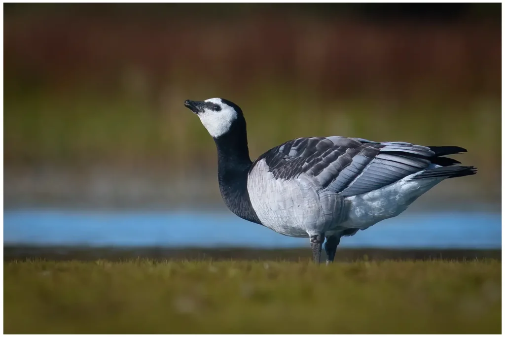 Vitkindad Gås - Barnacle Goose står på gräs med näbben uppåt