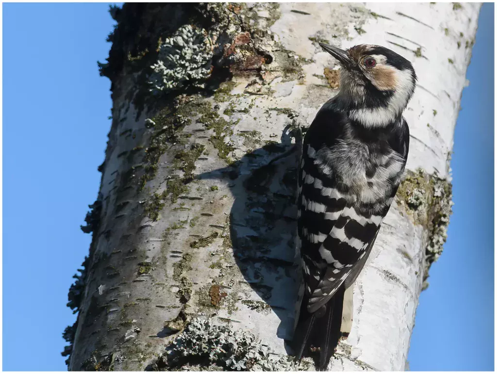 Mindre Hackspett - (Lesser Spotted Woodpecker) - en hona på ett träd