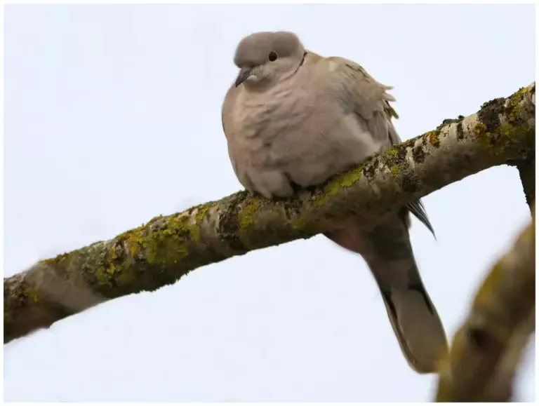 Turkduva - (Eurasian Collared Dove)