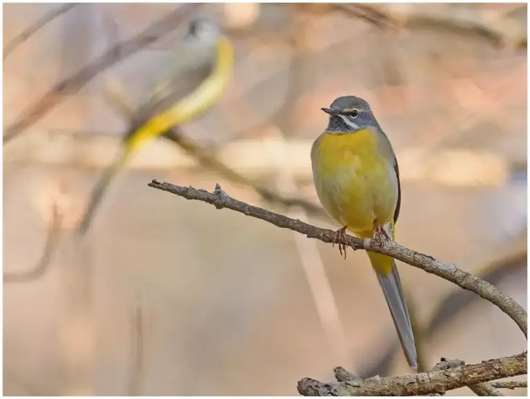 Forsärla - (Grey Wagtail) - fotograferad vid svintuna kvarn