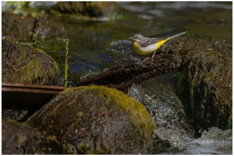 Forsärla (Grey Wagtail) fotograferad vid svintuna kvarn i krokek