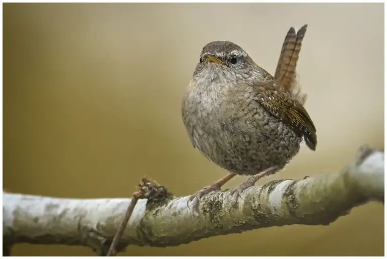 Gärdsmyg - (Winter Wren) i Vrinneviskogen Norrköping