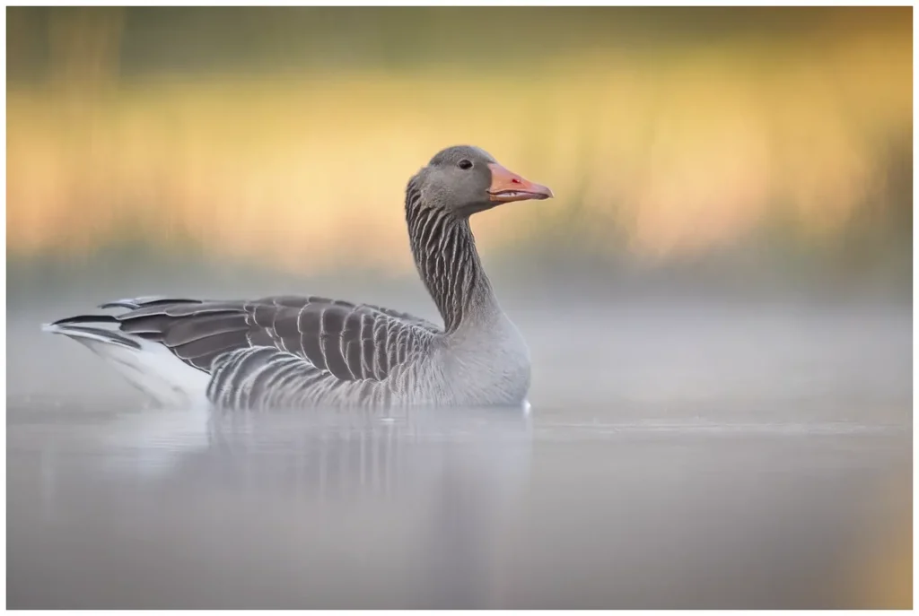Grågås - Greylag Goose - simmande i morgondimma
