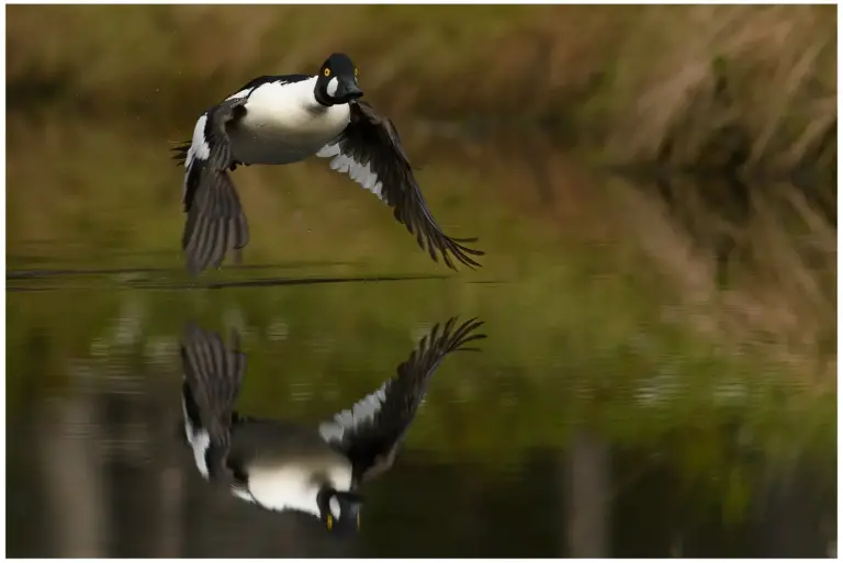 knipa som flyger över vatten och med sin spegelbild