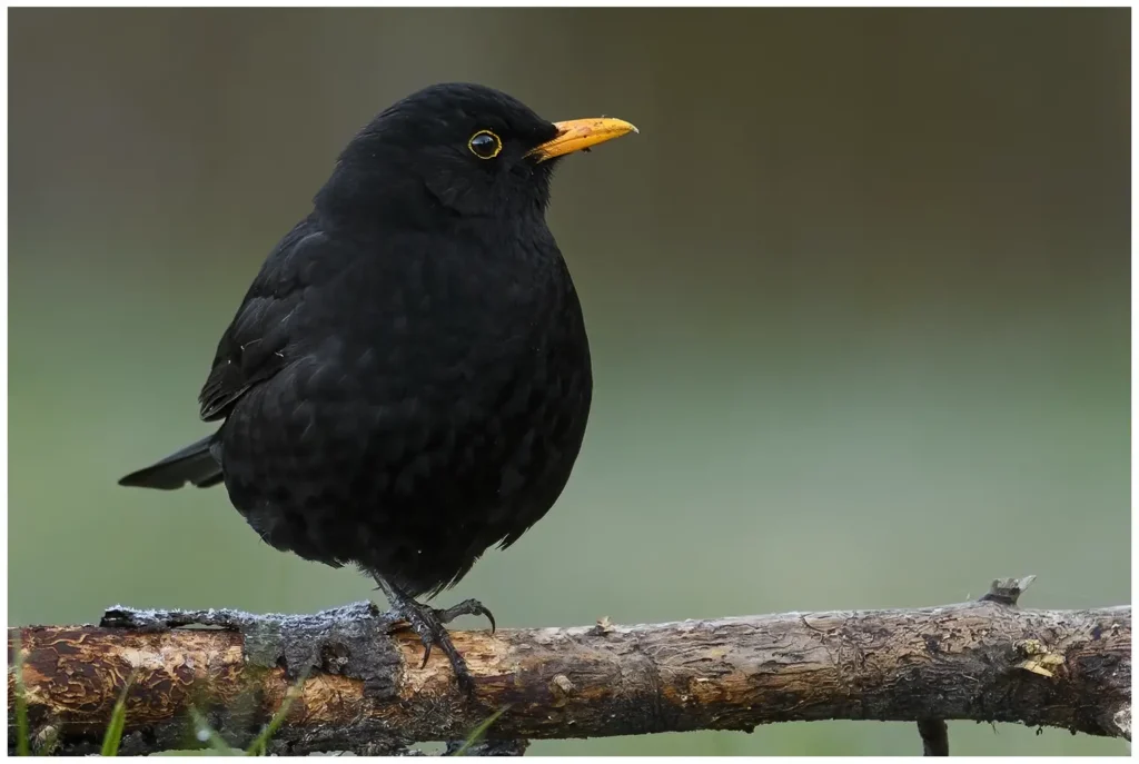 Koltrast - Blackbird - står på ett ben på en liggande gren