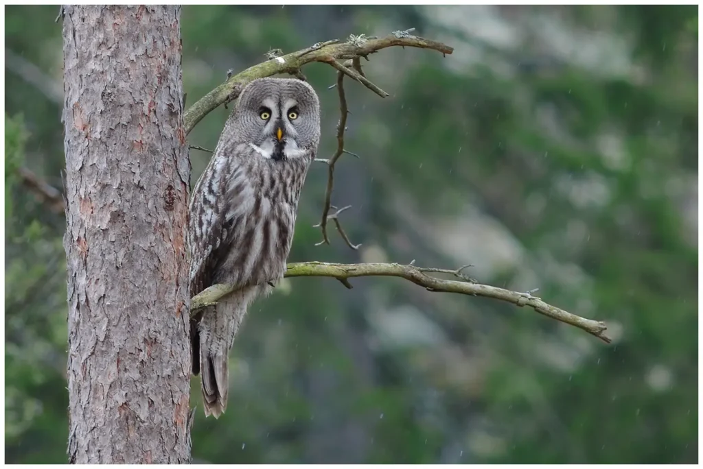 Lappuggla - Great Grey Owl lappuggla i en tall i regn, tittar rakt in i kameran med sina gula ögon