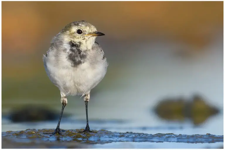 Sädesärla - White Wagtail