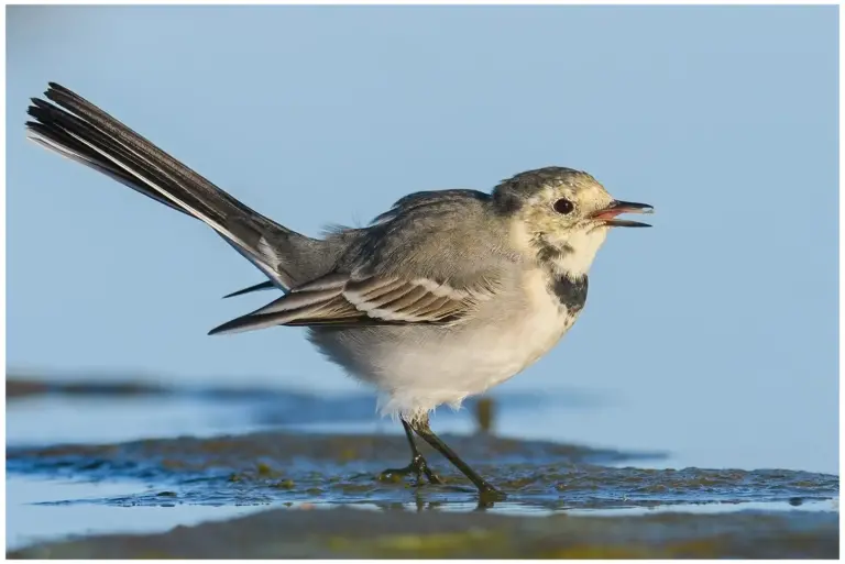 Sädesärla - White Wagtail