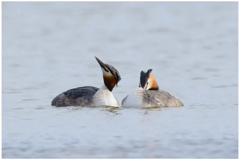 Skäggdopping - (Great Crested Grebe) - ett par som spelar i vattnet