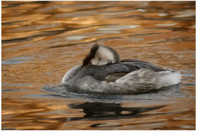 Skäggdopping - (Great Crested Grebe) - i vinterdräkt