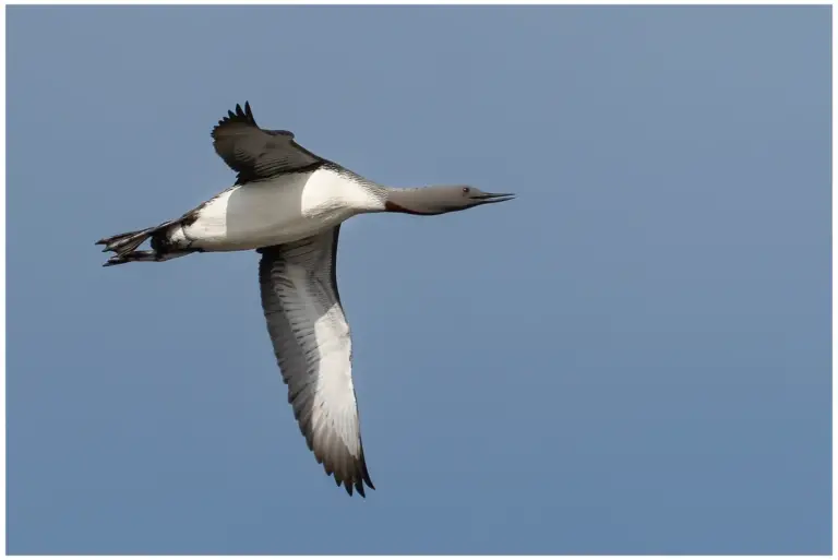 smålom - (red-throated diver)