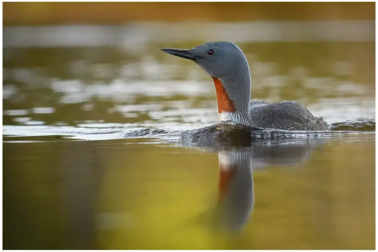 smålom - (red-throated diver)