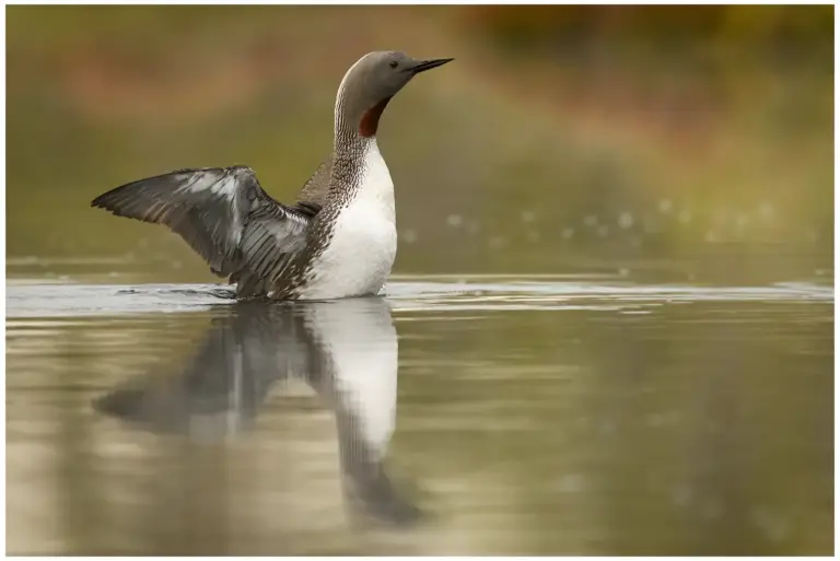 smålom - (red-throated diver)