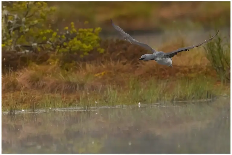 smålom - (red-throated diver)