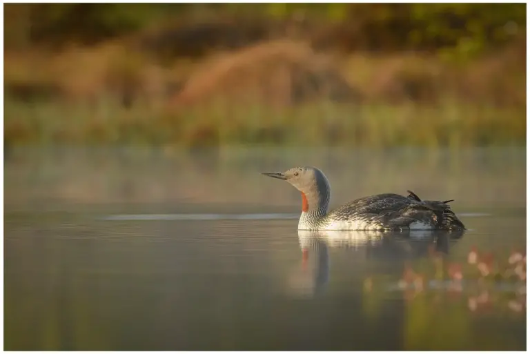 smålom - (red-throated diver)