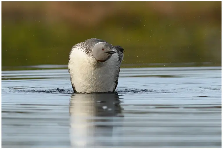 smålom - (red-throated diver)