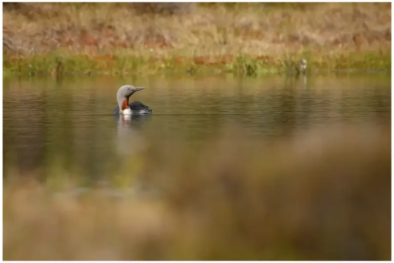 smålom - (red-throated diver)