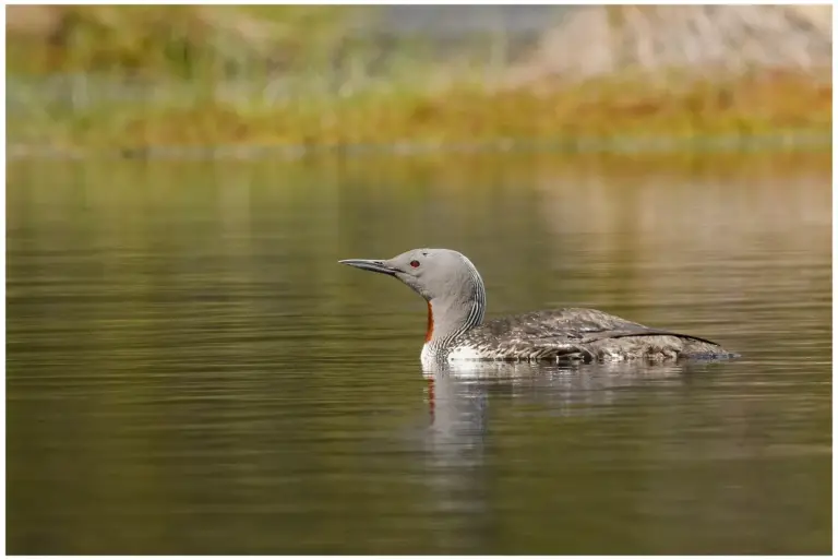 smålom - (red-throated diver)