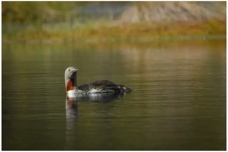 smålom - (red-throated diver)