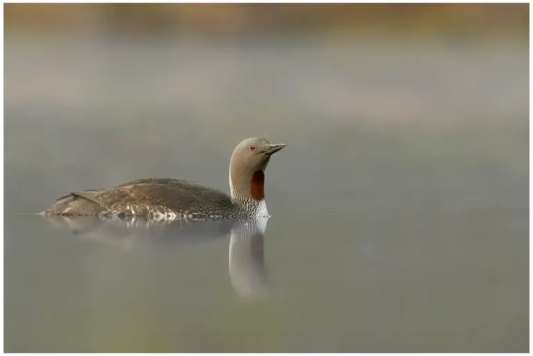 smålom - (red-throated diver)