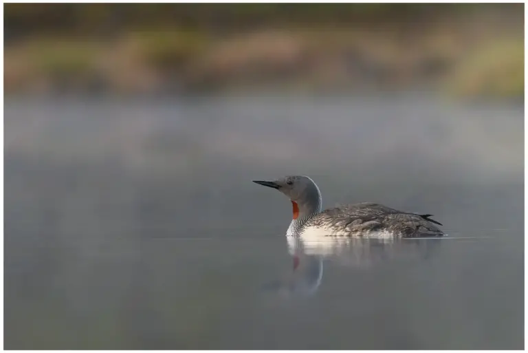 smålom - (red-throated diver)