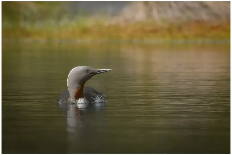 smålom - (red-throated diver)