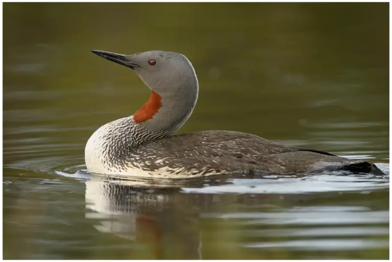 smålom - (red-throated diver)