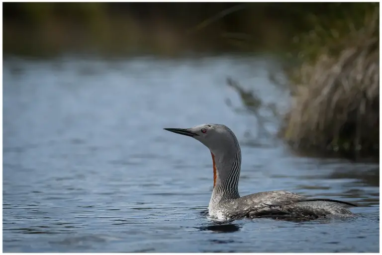 smålom - (red-throated diver)