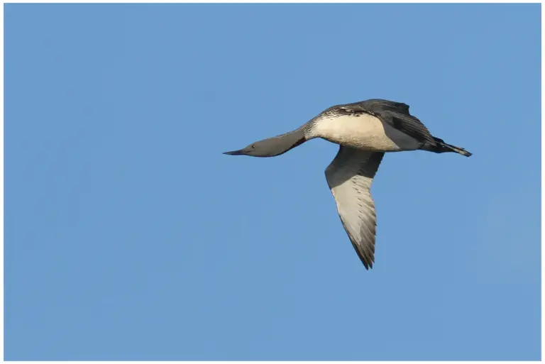 smålom - (red-throated diver)