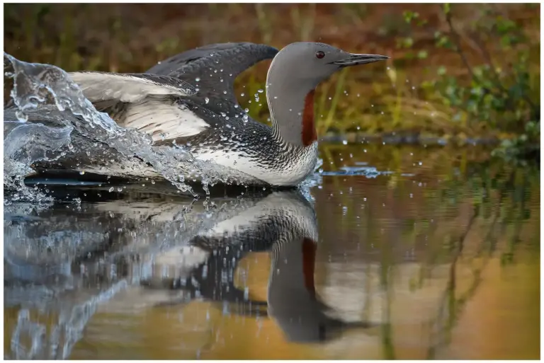 smålom - (red-throated diver)