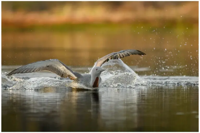 smålom - (red-throated diver)