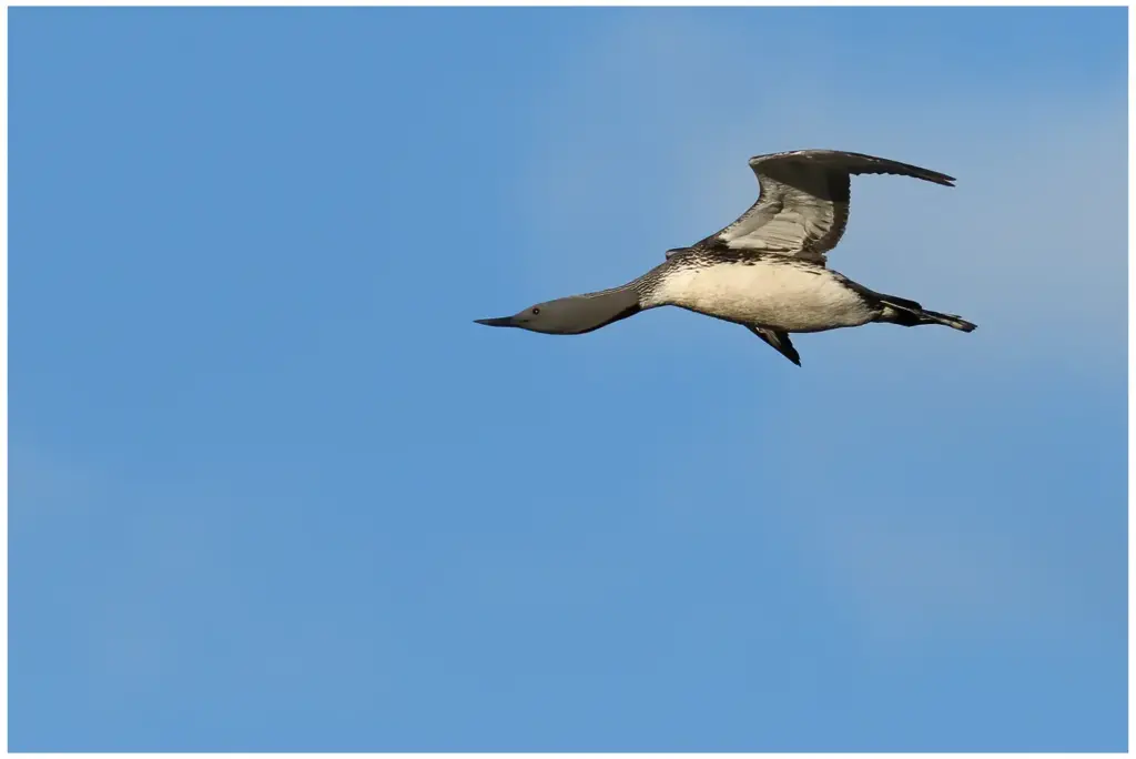 smålom - (red-throated diver) - flying against blue sky