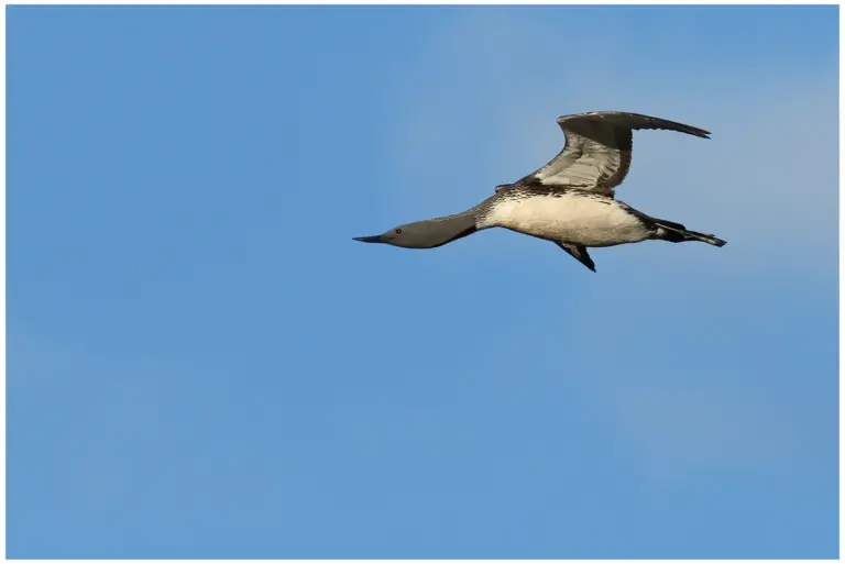 smålom - (red-throated diver)