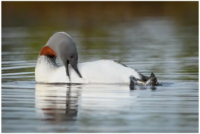 smålom - (red-throated diver)