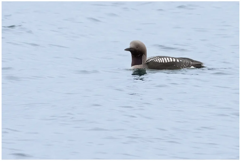 Storlom - Black-throated Diver storlom simmande i vatten en tidig vår